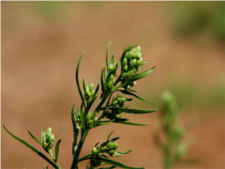Conyza canadensis - Asteraceae