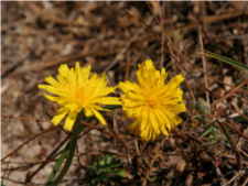 Leontodon - Asteraceae
