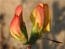 Lotus corniculatus - Fabaceae