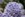 Ceanothus - Rhamnaceae