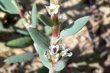 Polygonum maritimum - Polygonaceae