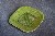Assiette verte