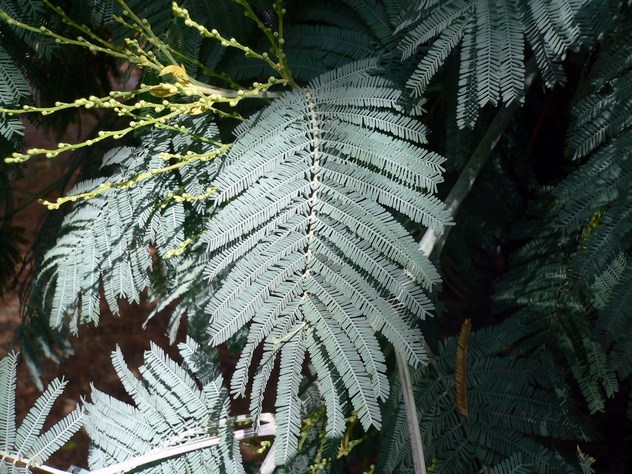 Acacia dealbata - Fabaceae Acacia dealbata - Fabaceae