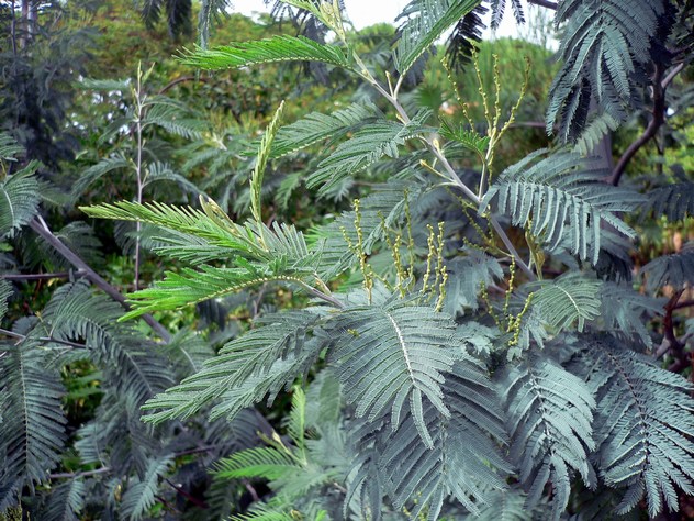 Acacia dealbata - Fabaceae Acacia dealbata - Fabaceae