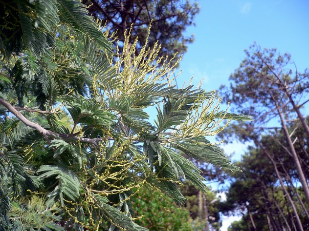 Acacia dealbata - Fabaceae Acacia dealbata - Fabaceae