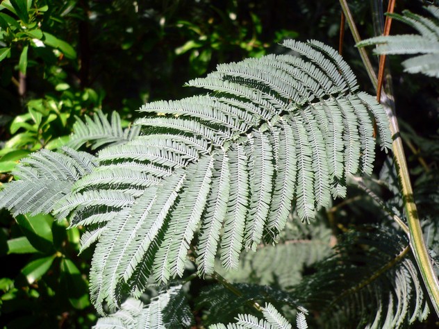 Acacia dealbata - Fabaceae Acacia dealbata - Fabaceae