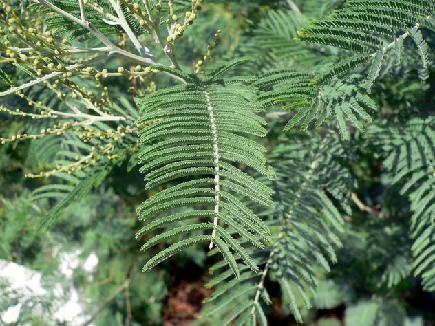 Acacia dealbata - Fabaceae Acacia dealbata - Fabaceae