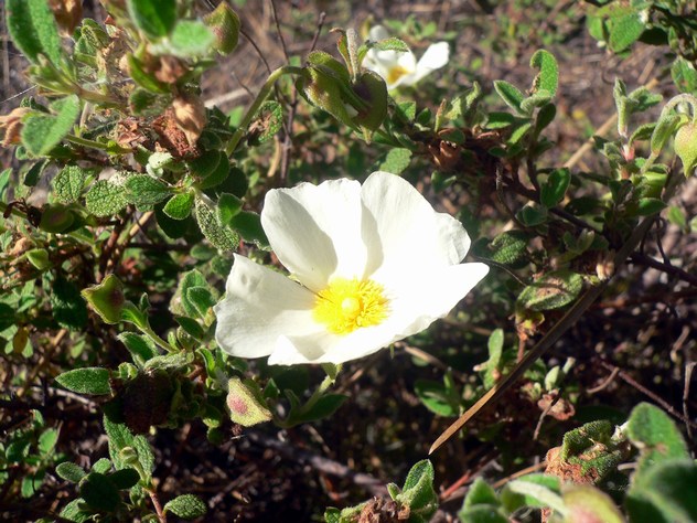 Cistus psilosepalus - Cistaceae Cistus psilosepalus - Cistaceae