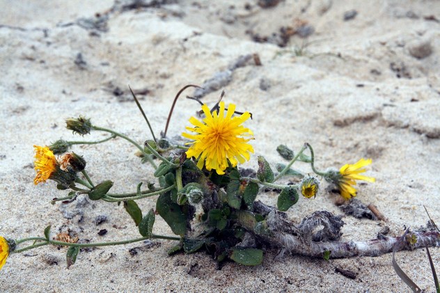 Hieracium eriophorum - Asteraceae Hieracium eriophorum - Asteraceae