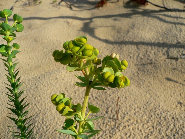 Euphorbia paralias - Euphorbiacea Euphorbia paralias - Euphorbiacea
