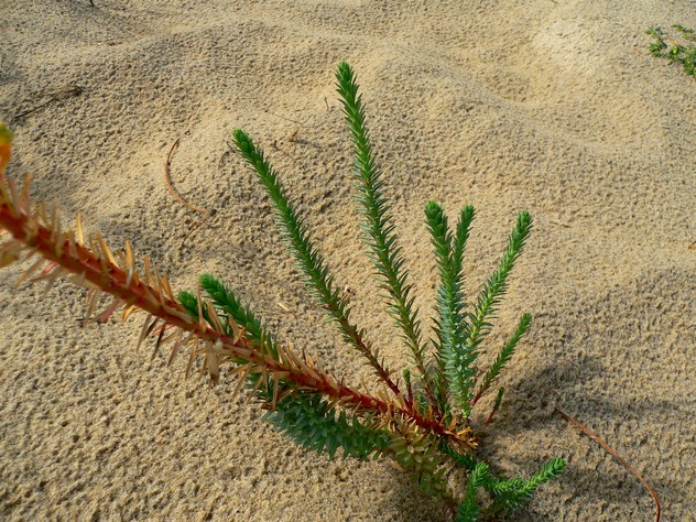 Euphorbia paralias - Euphorbiacea Euphorbia paralias - Euphorbiacea