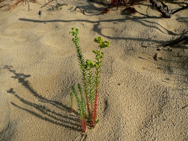 Euphorbia paralias - Euphorbiacea Euphorbia paralias - Euphorbiacea