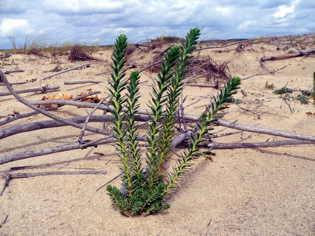 Euphorbia paralias - Euphorbiacea Euphorbia paralias - Euphorbiacea