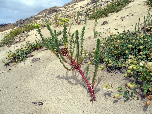 Euphorbia paralias - Euphorbiacea Euphorbia paralias - Euphorbiacea