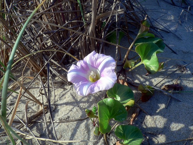 Calystegia soldanella - Convolvulaceae Calystegia soldanella - Convolvulaceae