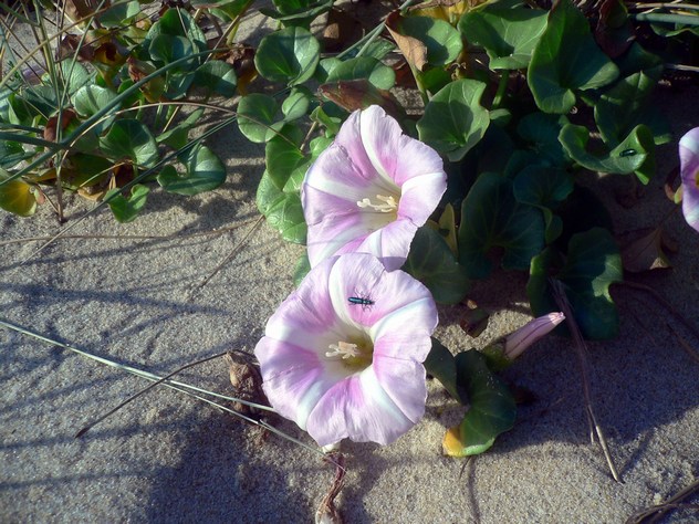 Calystegia soldanella - Convolvulaceae Calystegia soldanella - Convolvulaceae
