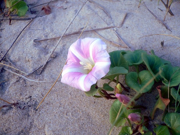 Calystegia soldanella - Convolvulaceae Calystegia soldanella - Convolvulaceae