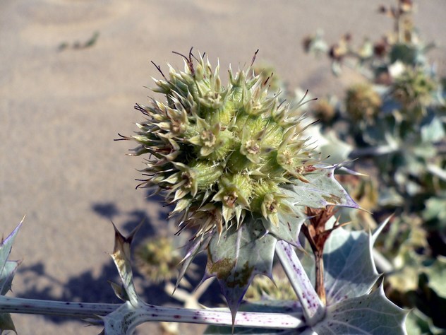 Eryngium maritimum - Apiaceae