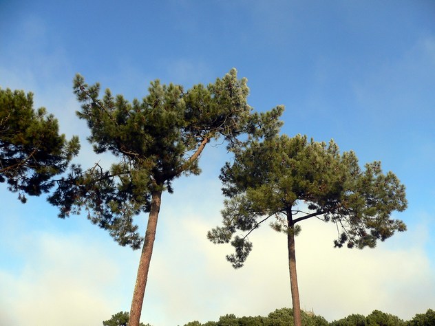 Pinus pinaster - Pinaceae Pinus pinaster - Pinaceae