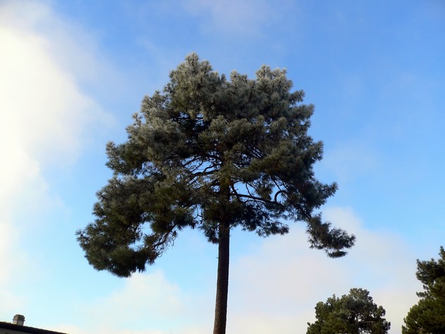 Pinus pinaster - Pinaceae Pinus pinaster - Pinaceae