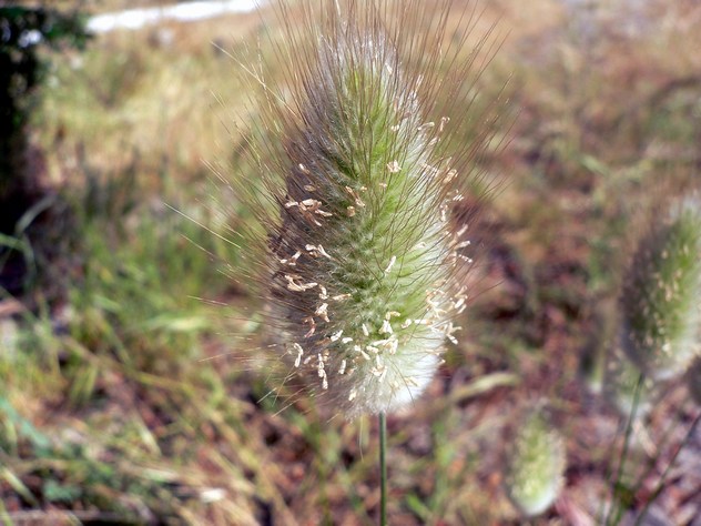 Lagurus ovatus - Poaceae Lagurus ovatus - Poaceae