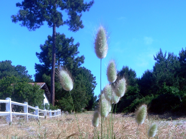 Lagurus ovatus - Poaceae Lagurus ovatus - Poaceae