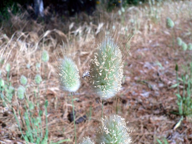 Lagurus ovatus - Poaceae Lagurus ovatus - Poaceae