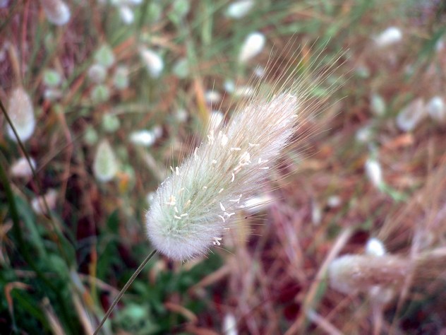Lagurus ovatus - Poaceae Lagurus ovatus - Poaceae