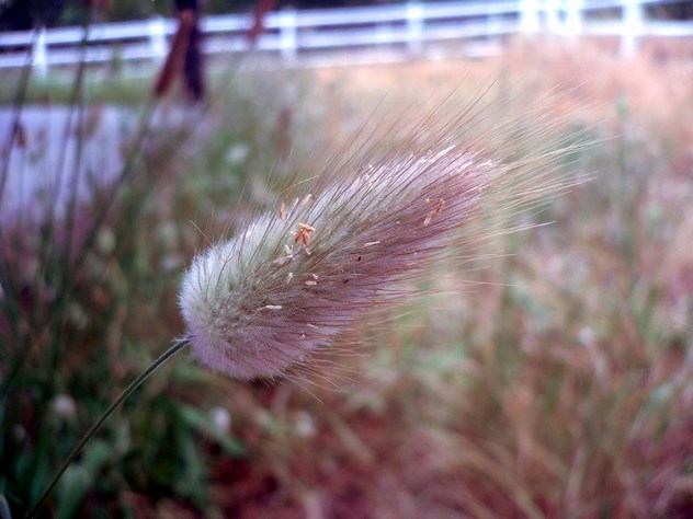Lagurus ovatus - Poaceae Lagurus ovatus - Poaceae