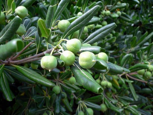 Pittosporum tobira - Pittosporaceae