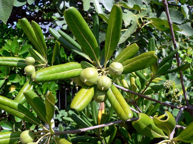 Pittosporum tobira - Pittosporaceae