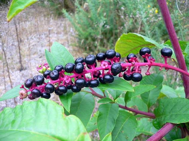 Phytolacca decandra - Phytolaccaceae Phytolacca decandra - Phytolaccaceae