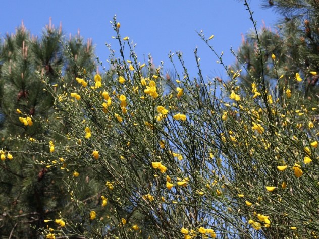 Cytisus scoparius - Fabaceae Cytisus scoparius - Fabaceae
