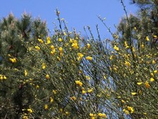 Cytisus scoparius - Fabaceae