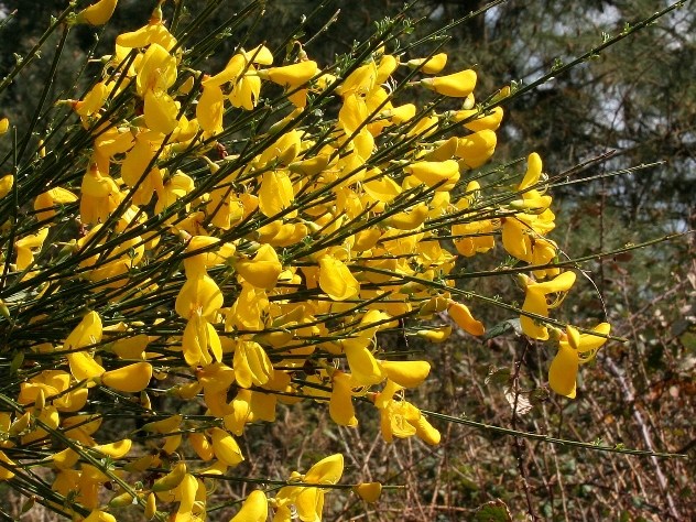 Cytisus scoparius - Fabaceae Cytisus scoparius - Fabaceae