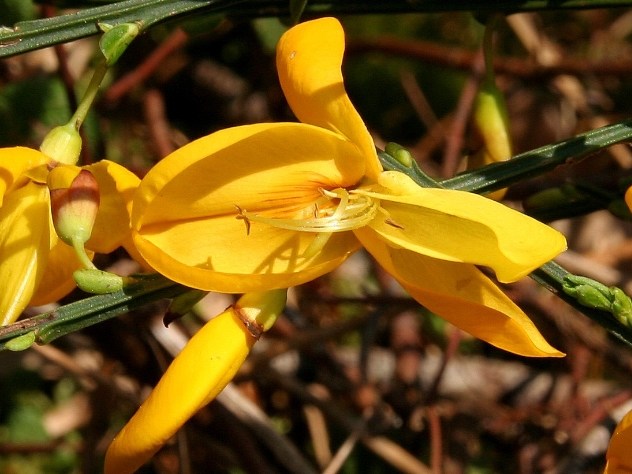 Cytisus scoparius - Fabaceae Cytisus scoparius - Fabaceae