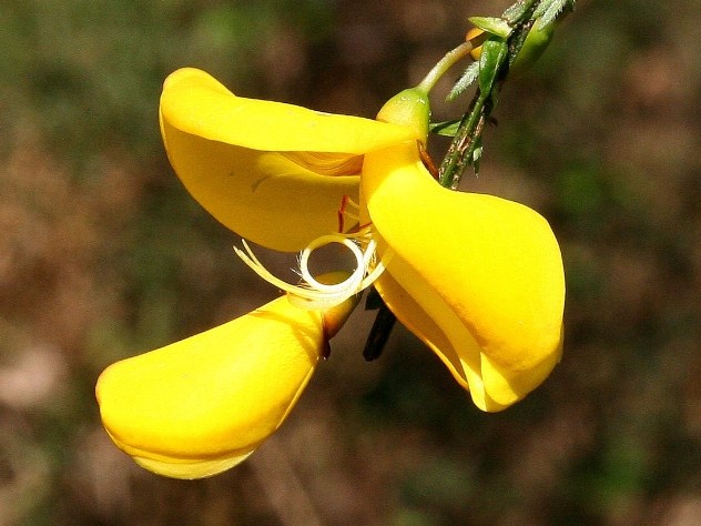 Cytisus scoparius - Fabaceae Cytisus scoparius - Fabaceae