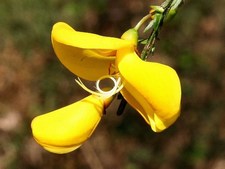 Cytisus scoparius - Fabaceae