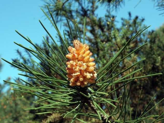 Pinus pinaster - Pinaceae Pinus pinaster - Pinaceae