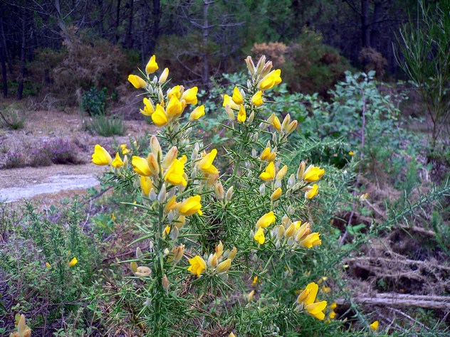 Ulex Europaeus - Fabaceae Ulex Europaeus - Fabaceae