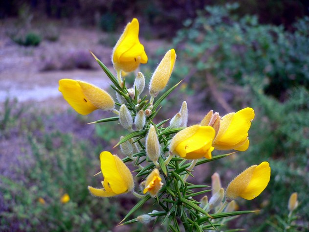 Ulex Europaeus - Fabaceae Ulex Europaeus - Fabaceae