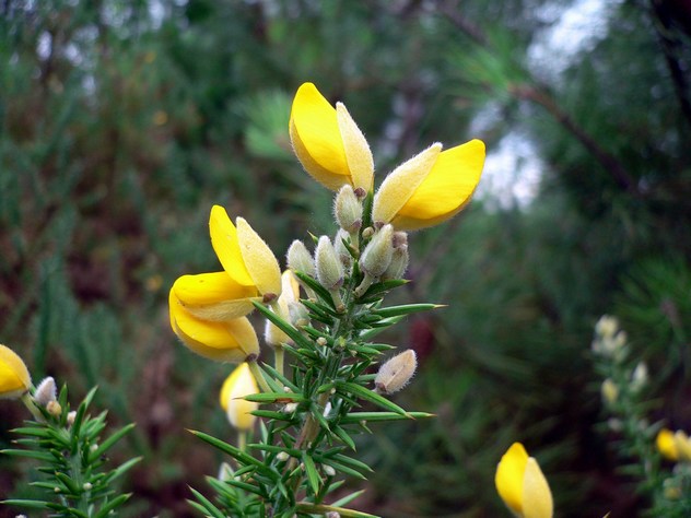 Ulex Europaeus - Fabaceae Ulex Europaeus - Fabaceae