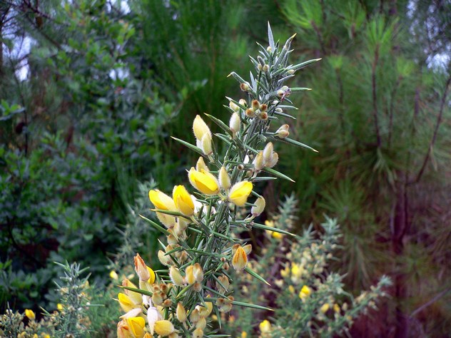 Ulex Europaeus - Fabaceae Ulex Europaeus - Fabaceae