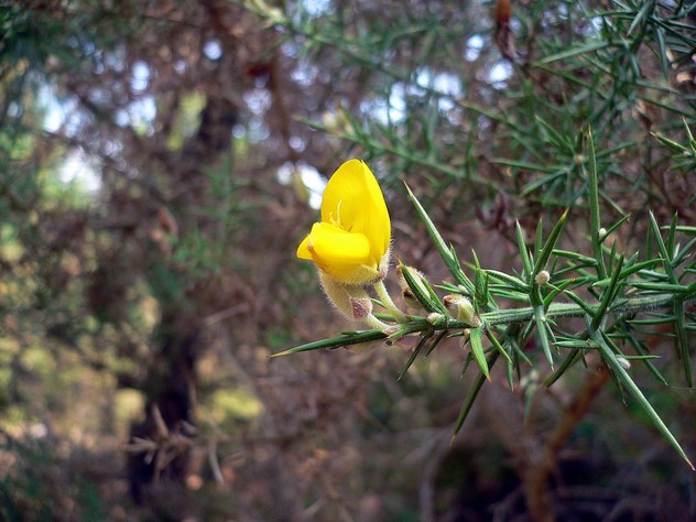 Ulex Europaeus - Fabaceae Ulex Europaeus - Fabaceae
