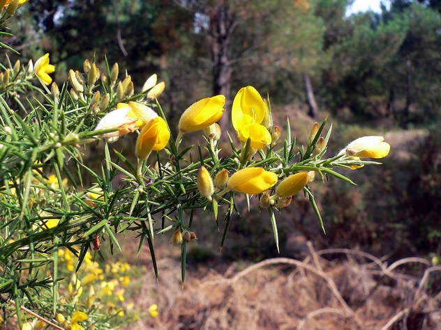 Ulex Europaeus - Fabaceae Ulex Europaeus - Fabaceae