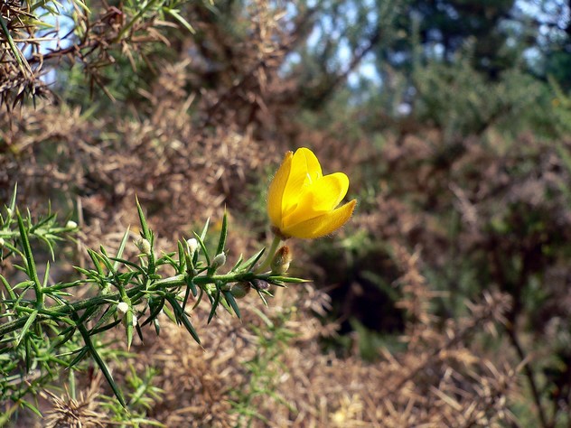 Ulex Europaeus - Fabaceae Ulex Europaeus - Fabaceae
