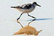 Le coureur