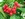 Aucuba japonica - Cornaceae