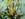 Mahonia - Berberidaceae