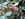 Zanthoxylum - rutaceae